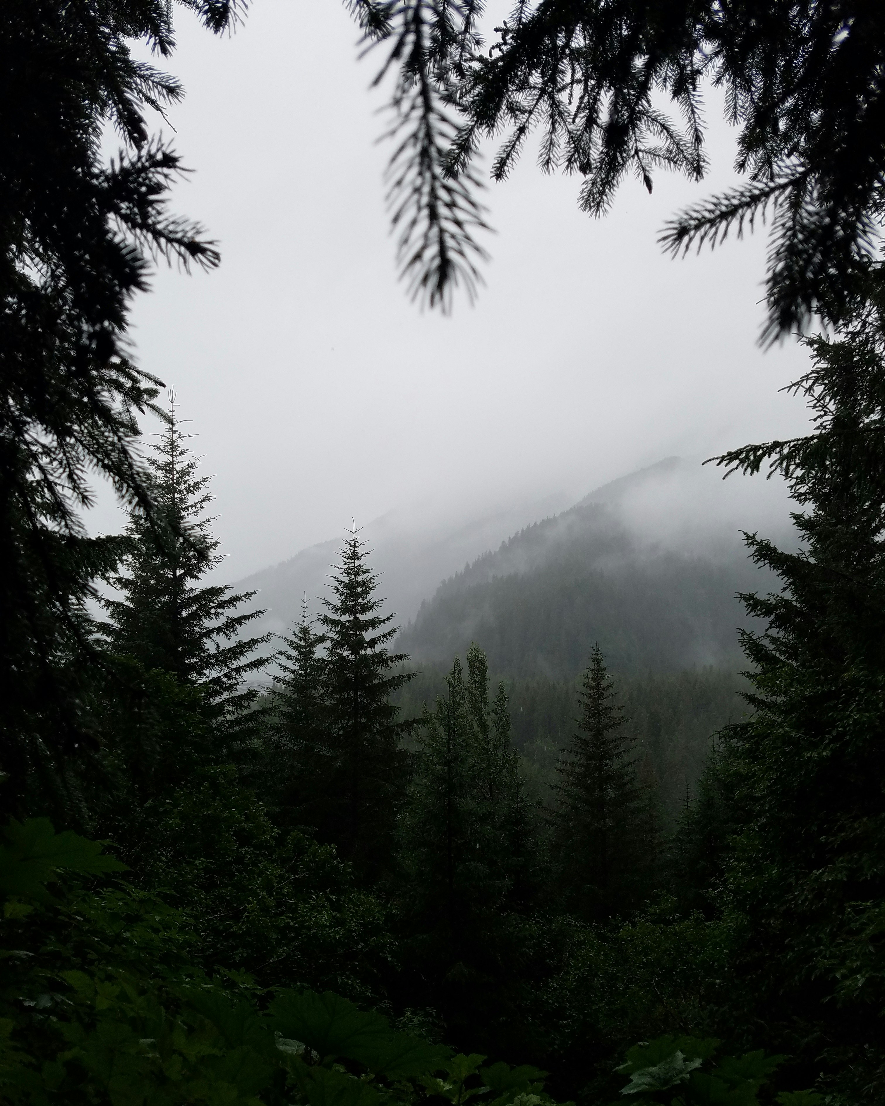 mountain covered with fogs